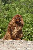 CAVALIER KING CHARLES 065